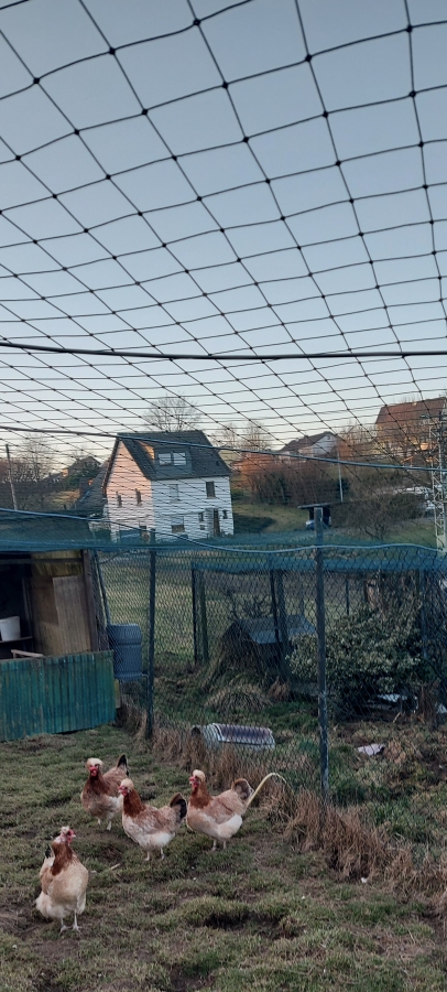 Teichabdecknetz / Greifvogelabwehrnetz 100 mm Maschenweite  10,00 m x 15,00 m